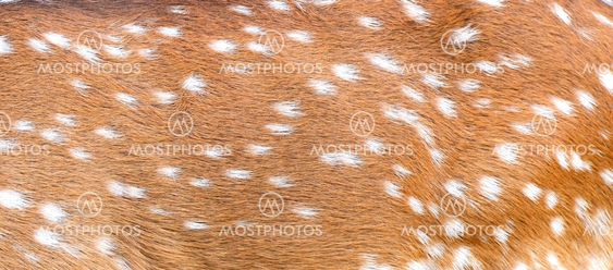 axis deer skin