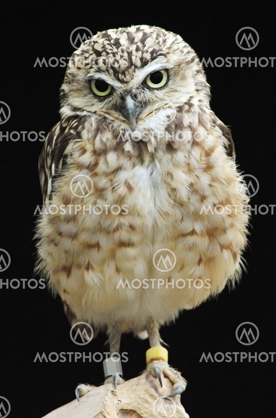 burrowing owl