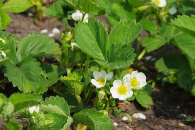 Erdbeerpflanze - strawberry plant 02