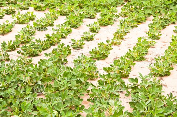 Vegetable garden