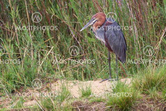 Goliath Heron