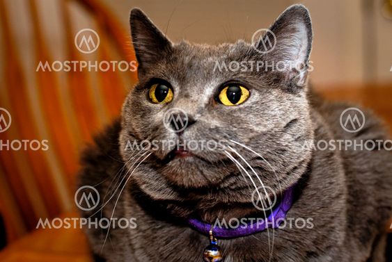 Blue Russian Cat Starting
