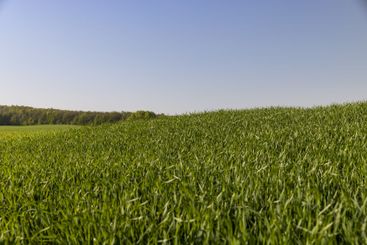 a green wheat field in the spring season
