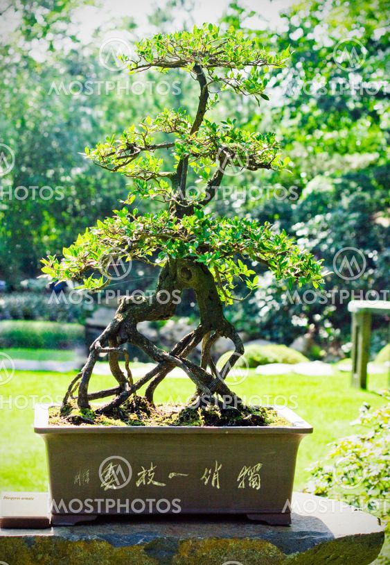 Close up of a bonsai tree