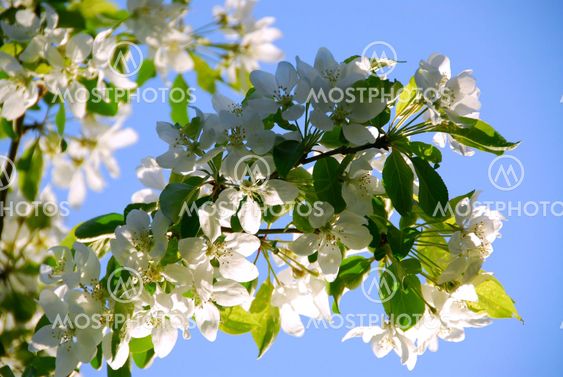 Apple blossom