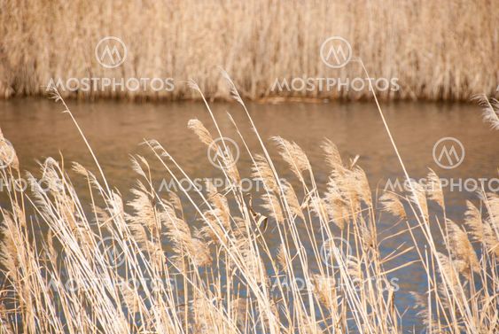 Grass on water