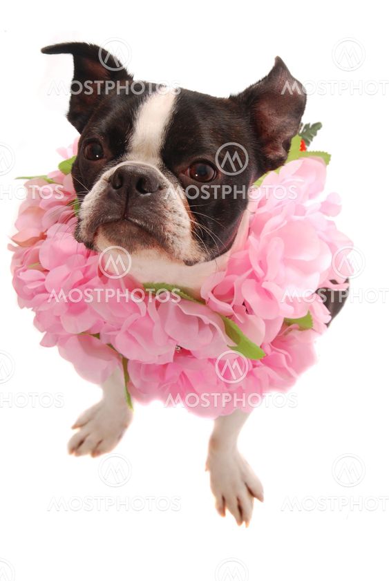 Boston Terier Dog Wearing Hawaiian Lei