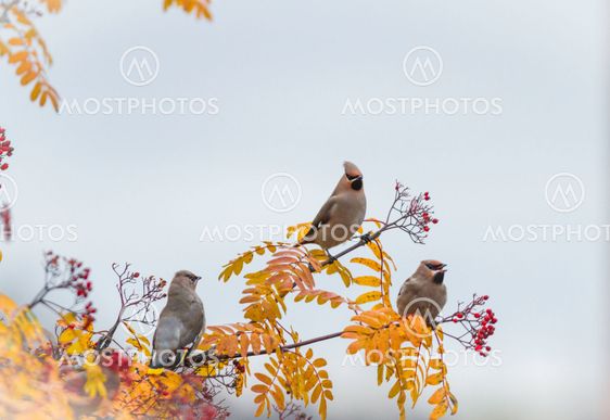 Three Waxwing