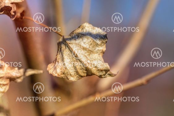 Dry Winter Leaf