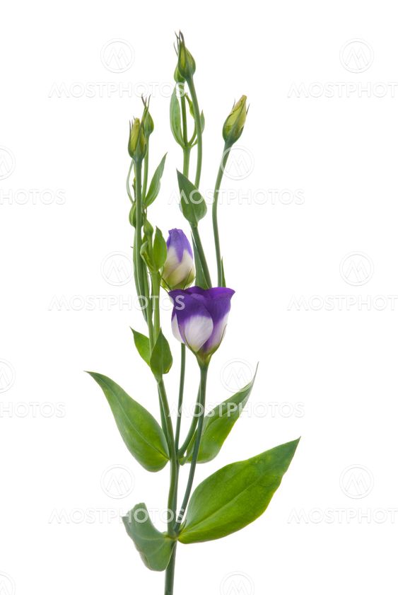 Beautiful violet flower