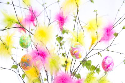 Easter Twigs with Coloured Feathers and Eggs