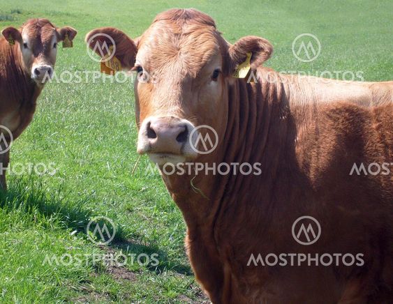 Portrait of brown beef cow