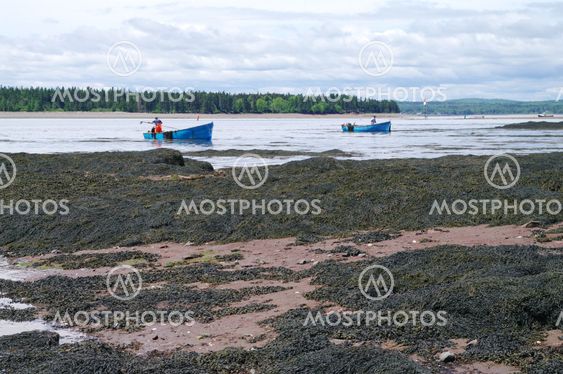 Rockweed being harvested
