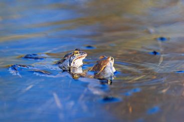 Blue and brown Moor frogs at mating season in a lake