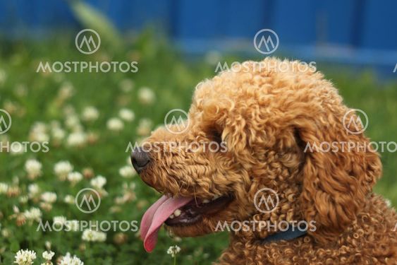 dog in summer