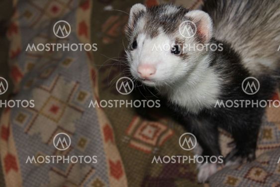 Ferret