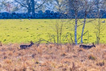 Roe deers walking in high grass a sunny spring day