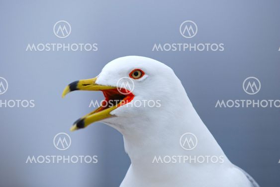 Beautiful red eyes of Seagull
