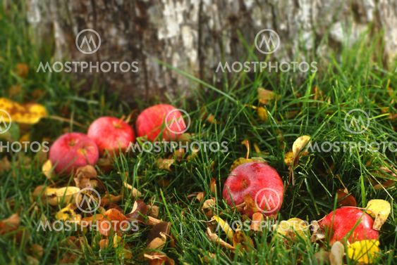 Fall Apples