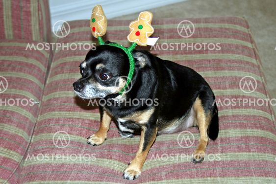 Jul hund
