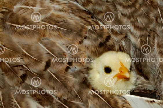 Baby Chicken Snuggled in Mom's Feathers
