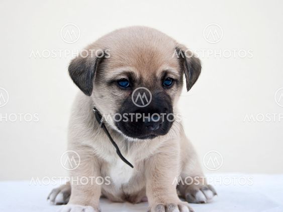 Little puppy wondering the camera