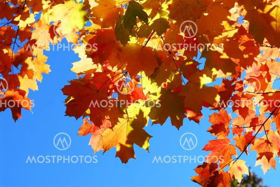 Fall maple leaves