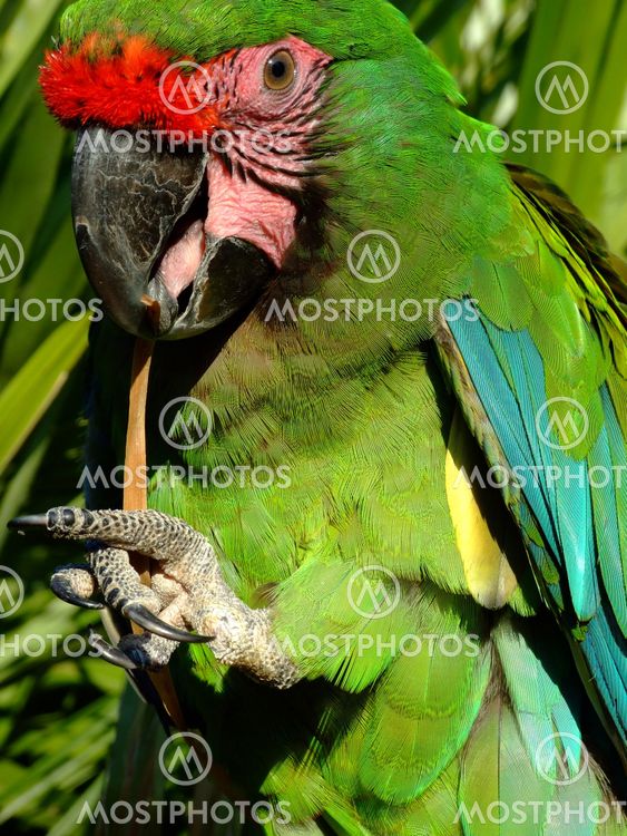 Military Macaw Parrot