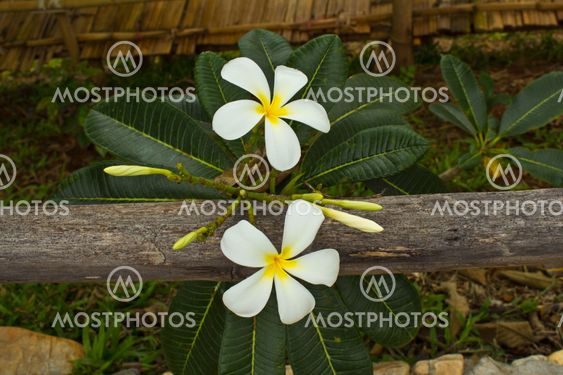 Tropical flowers frangipani