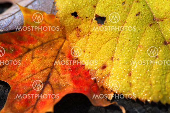 Autumn leaves macro