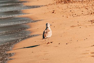Young seagull bird at seaside shore in Vrasna, Greece