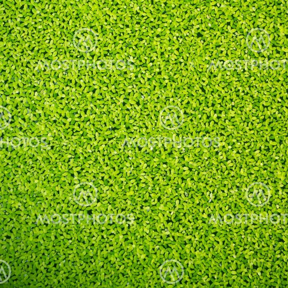 Duckweed texture