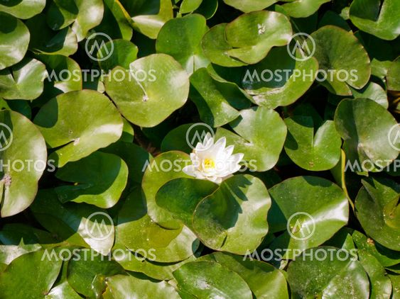 White Water Lily