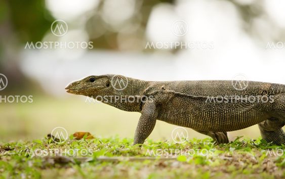 banded monitor lizard