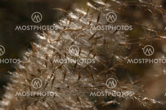 Dandelion in Sepia