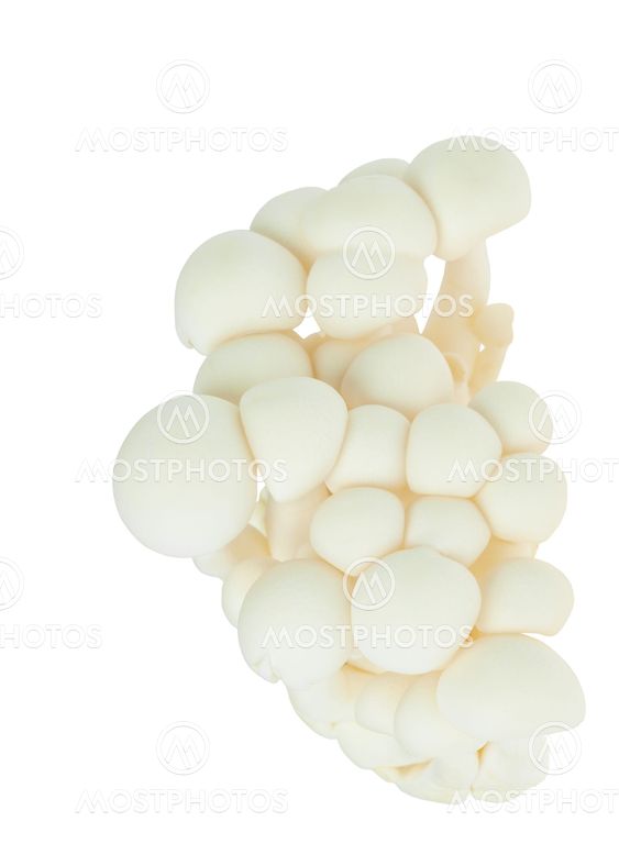Mushroom names Shimaji
