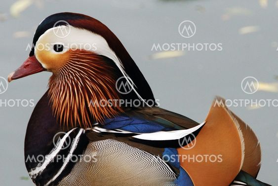 Mandarin ankka