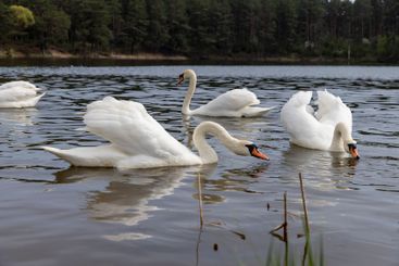 white swans during their arrival in eastern Europe