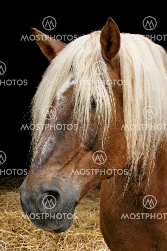 horse portrait