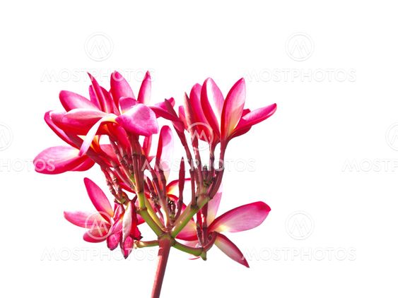 Red Plumeria flowers on white background
