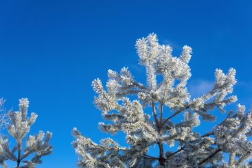 pine branches in hoarfrost against the blue sky