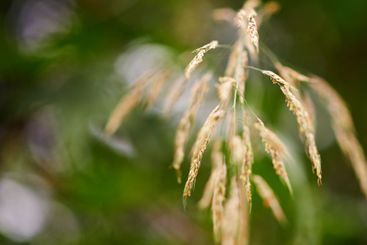 Corn, closeup and plants on farm for growth, vegetable...