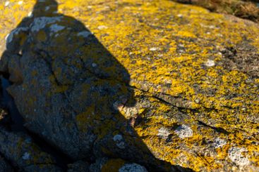 Shadow over stone with yellow lichen on it