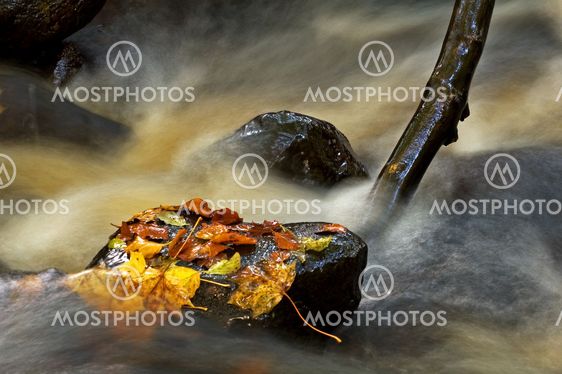 Stream in the forest