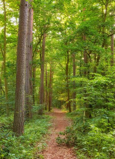 Forest, path and trees in nature, spring and environment...