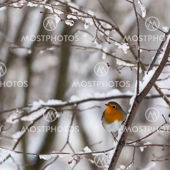 Little Robin bird in a snowy ree