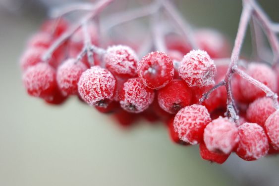 Mountain Ash