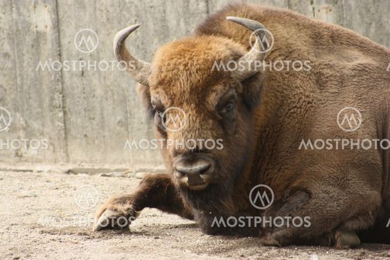 Visent (Bison bonasus)