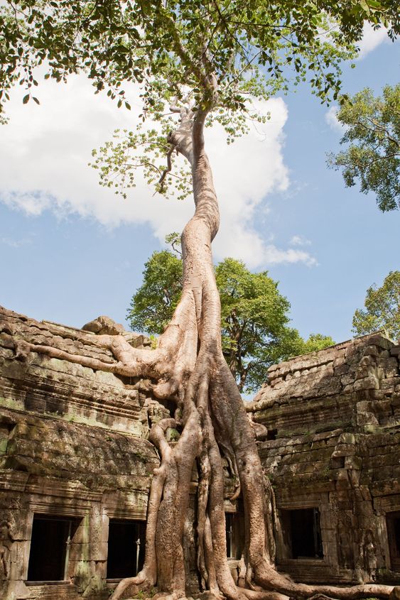 Ta Prohm in Angkor