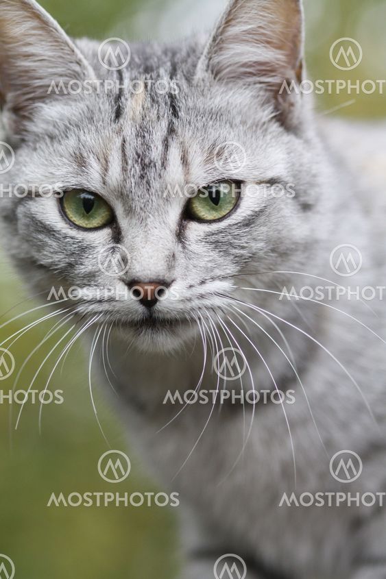 Gray cat